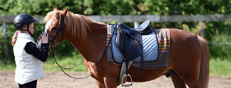 Equine facilitated learning - benefits of working with horses