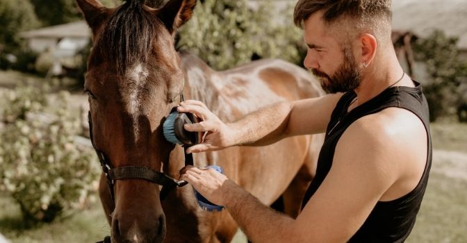 A man is brushing a chestnut horse in a grassy field in the sunshine.